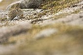 Lagopède alpin femelle en livrée estivale au sol Ecosse