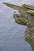 Atlantic Puffin on a steep coastal cliff Shetland
