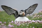 Atlantic Puffin flapping wings on the ground Shetland