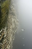 Colony of northern gannets on a coastal cliff Shetland