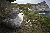 Northern Fulmar nesting on the coast Shetland