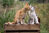 Moment de tendresse entre Chats assis sur une caisse en bois