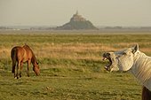 Horse neigning in the bay of Mont Saint-Michel Manche