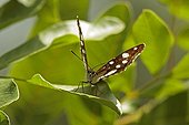 Butterfly in the bush in the spring Var 