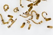 Asian Tiger Mosquito larvae observed in studio ; Species native to the tropical and subtropical areas of Southeast Asia, but successfully adapted to cooler regions, it can transmit pathogens and viruses, such as, the West Nile Virus, Yellow fever virus, St. Louis Encephalitis, Dengue fever, and Chikungunya fever...
