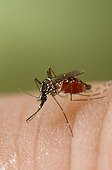 Asian tiger Mosquito eating blood on a Human beeing ; Species native to the tropical and subtropical areas of Southeast Asia, but successfully adapted to cooler regions, it can transmit pathogens and viruses, such as, the West Nile Virus, Yellow fever virus, St. Louis Encephalitis, Dengue fever, and Chikungunya fever...