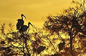 Colony Sacred Ibis and Little Egret at sunset ; August 2008
