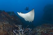 Spotted eagle ray swimming near Coco Island Costa Rica ; Seamount name : Bajo Dos Amigos