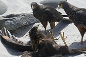 Striated Caracaras fighting on Sea Lion Island Falklands