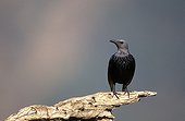 Red-winged Starling female on branch ; <br><br>