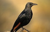 Red-winged Starling female ; <br><br>
