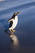 Gentoo penguin seeming to walk on water in the Falklands ; Location : Sea Lion Island
