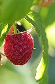 Raspberry growing in a garden Belfort France ; Cultivated Raspberry
