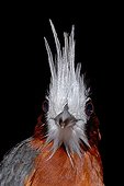 Portrait of White-plumed Antbird French Guiana