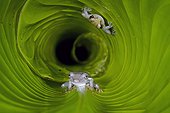 Giant Broad-headed Treefrog and Boeseman's Snouted Treefrog