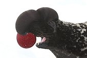Portrait of Hooded Seal male Madeleine Islands Canada