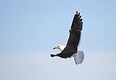 Lesser Black-backed  Gull flying Flatanger Norwegian Sea
