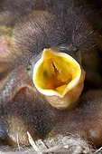 Bird beak open piaillant 