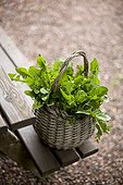 Picking dandelions in a basket in the garden