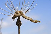 Smooth Snake rolled on a dried umbel France