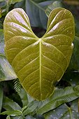 Anthurium leaf in Martinique Island