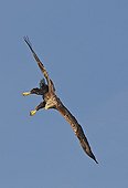 White-tailed eagle in flight Flatanger Norwegian Sea 