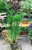 Papyrus in pot on a garden terrace