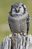 Northern Hawk Owl with a prey Alaska ; Location: Seward Peninsula
