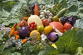 Composition of old and forgotten vegetables