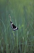 Butterfly in grass on the banks of the Mackenzie River 