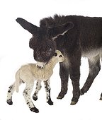 Lamb newborn Suffolk and Mérinos and black Anon