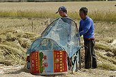 Threshing rice in Yunnan ; Village near Lake Lugu 