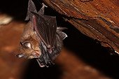 Lesser Horseshoe bat milking youngs Var France ; Location: in the Maures forest<br>Suspended from a beam in an attic.