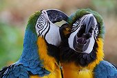 Couple of Blue and yellow Macaws grooming