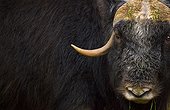Portrait of Muskox Lapland Finland