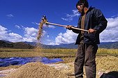 Farmer Moso stirring the rice for threshing Yunnan China ; Location : near Lake Lugu