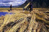 The threshing rice in Yunnan China Moso ; Location : near Lake Lugu