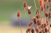 Two Goldfinches feeding on Teasels France