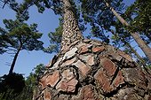 Bark of a maritime pine in the Coubre's Forest France ; Location: on the Arvert Peninsula<br>This forest was planted in the 19th century to limit the erosion of dunes: it is a coastal forest protection