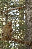 Female Barbary Macaque sat on a branch Morocco