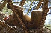 Male Barbary Macaque yawning in an African Cedar Morocco