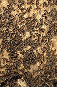 Southern Wood Ants taking sun France