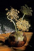 Bouquet of wilted umbels of Hogweed in a vase France
