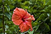 Hibiscus Peradeniya Botanical Gardens Kandy Sri Lanka