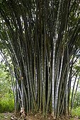 Giant Bamboos Peradeniya Botanical Gardens Kandy