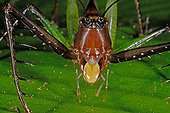 Portrait of a Grasshopper French Guiana ; The labium is yellow 