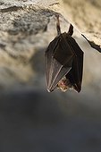 Greater Horseshoe Bat in a cavity Calvados France