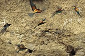 Ladder snake attacking a European Bee-eater colony France