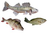 Three freshwater carnivorous fish  ; Fish from the Rhin : Zander, Black-bass and Common perch