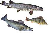 Three freshwater carnivorous fish  ; Fish from the Rhin : Zander, Common perch and Northern pike